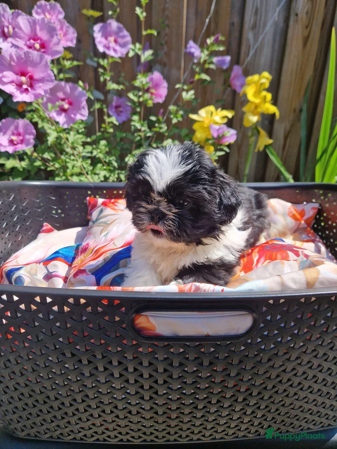 Shih Tzu honden te koop: Raszushih tzu pupsverkocht in okt weer een nestje  - Advertentie 1