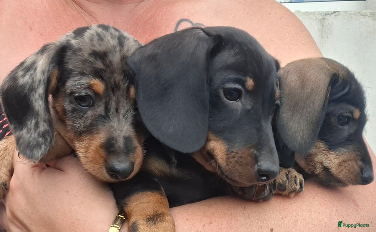 Teckel (korthaar)  honden - Advertentie 2