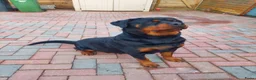 Rottweiler honden te koop: Rottweiler pup  - Advertentie 8