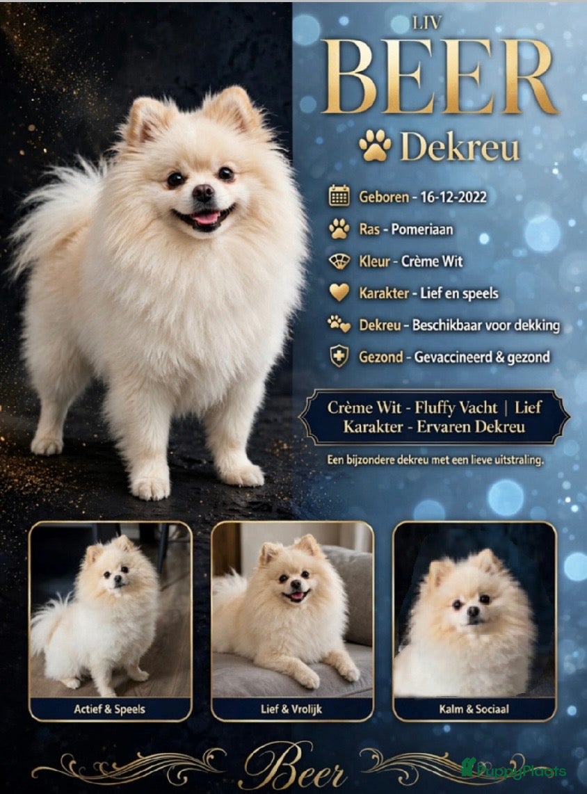 Pomeriaan honden Mooi dekreu pomeriaan  - Advertentie 5