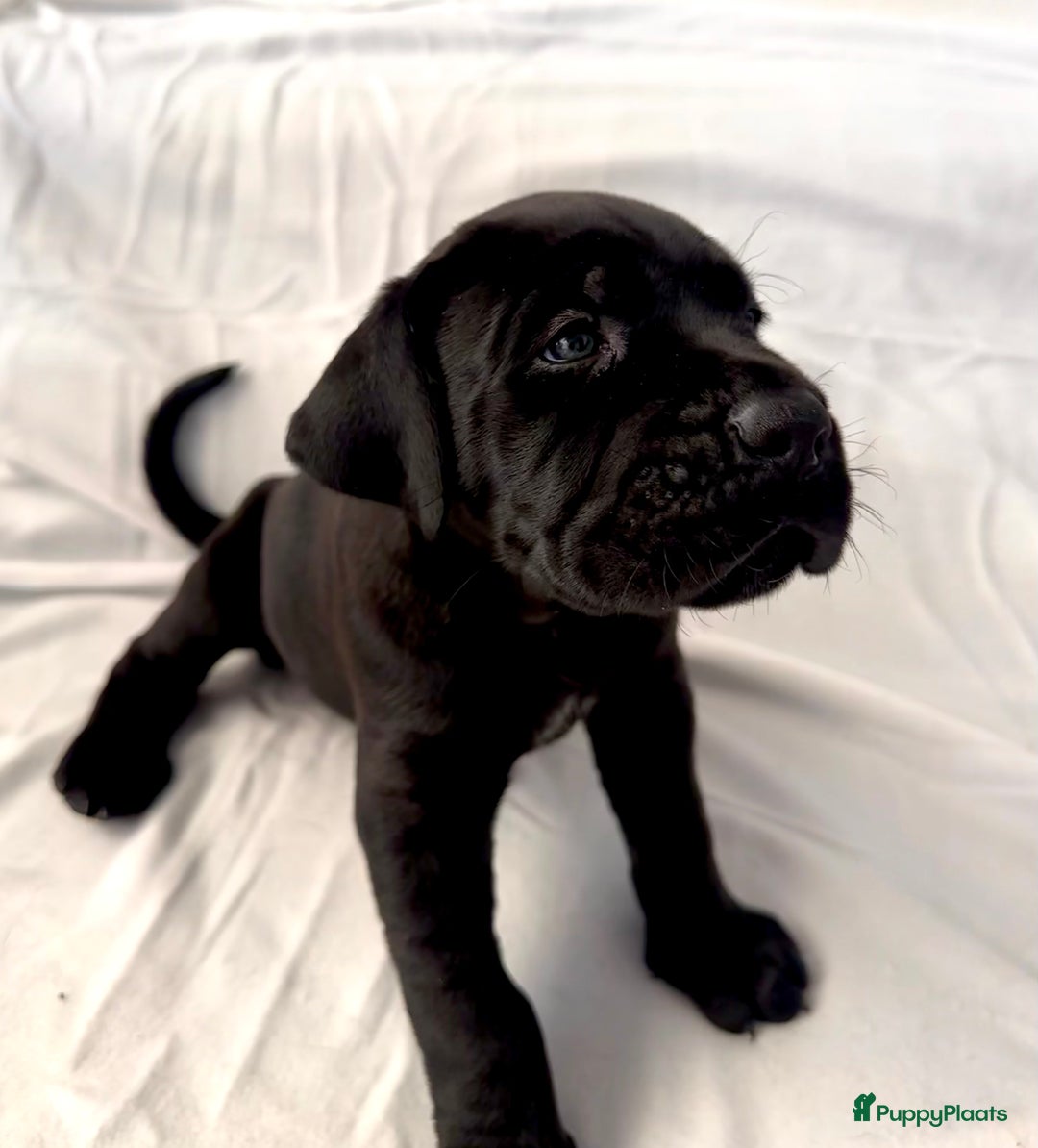Cane Corso honden te koop: Cane corso 7 puppy’s - Afbeelding 5
