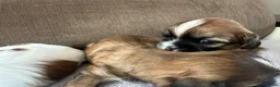 Shih Tzu honden te koop: Shih tzu pups  - Advertentie 11