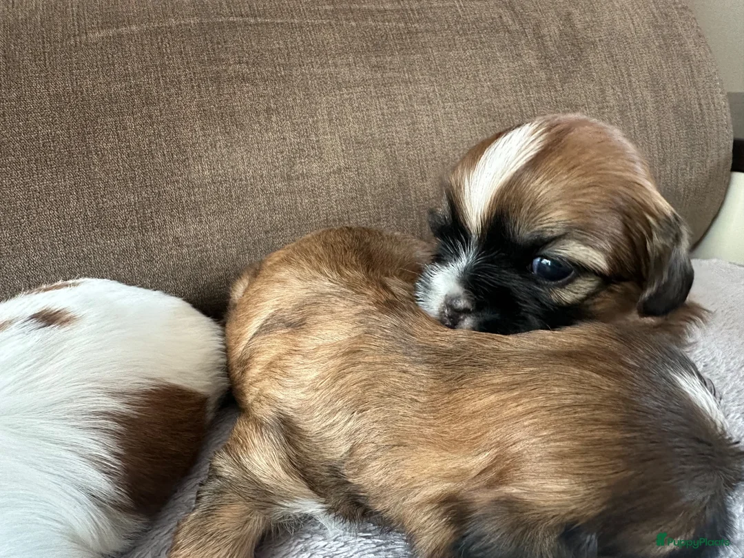 Shih Tzu honden te koop: Shih tzu pups  - Advertentie 11