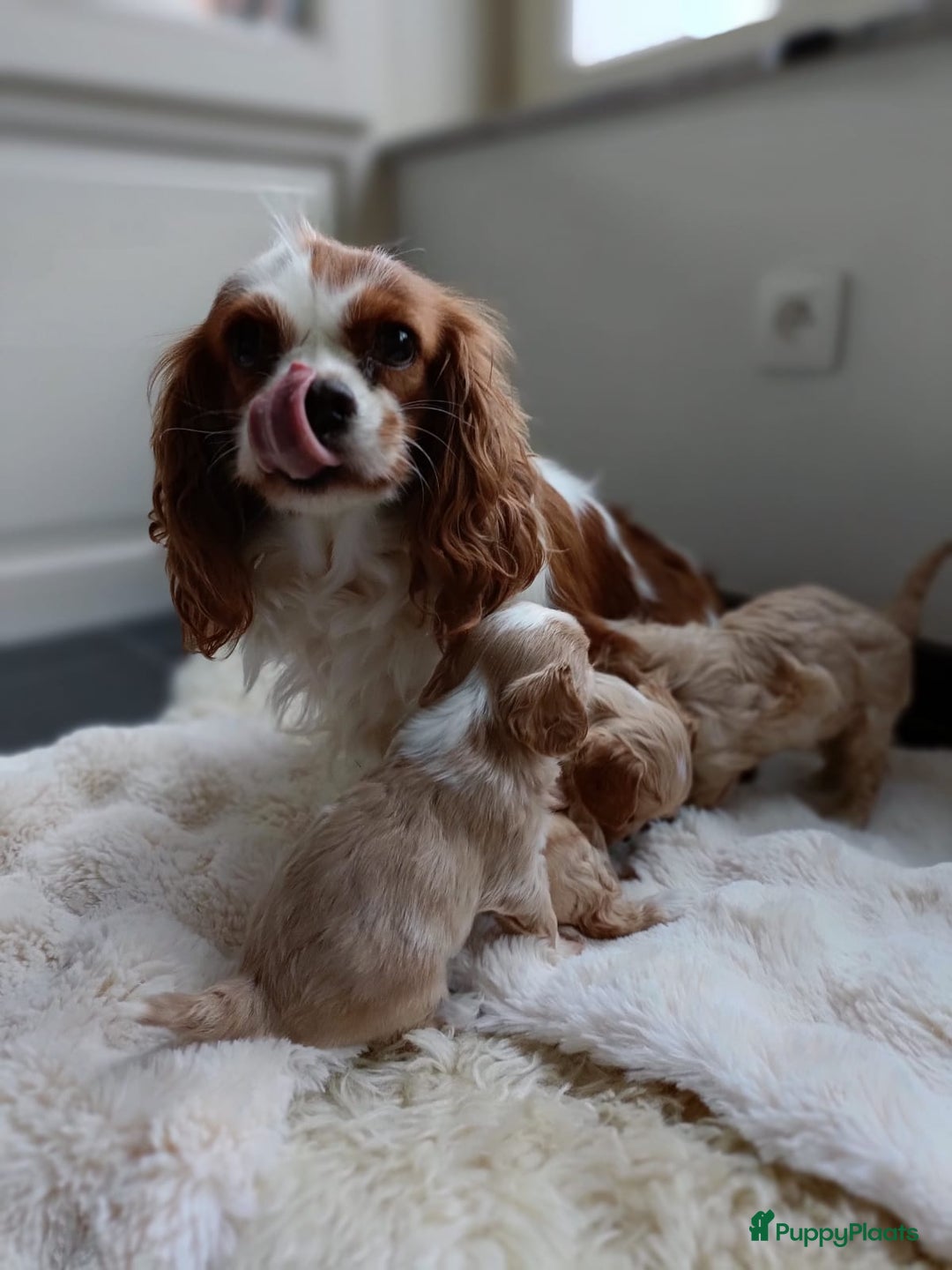 Cavapoo honden te koop: Knappe Cavapoo pups! - Advertentie 1