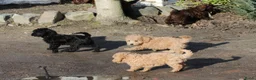 Kruising honden te koop: maltipoo/shihpoo pups beschikbaar - Advertentie 10