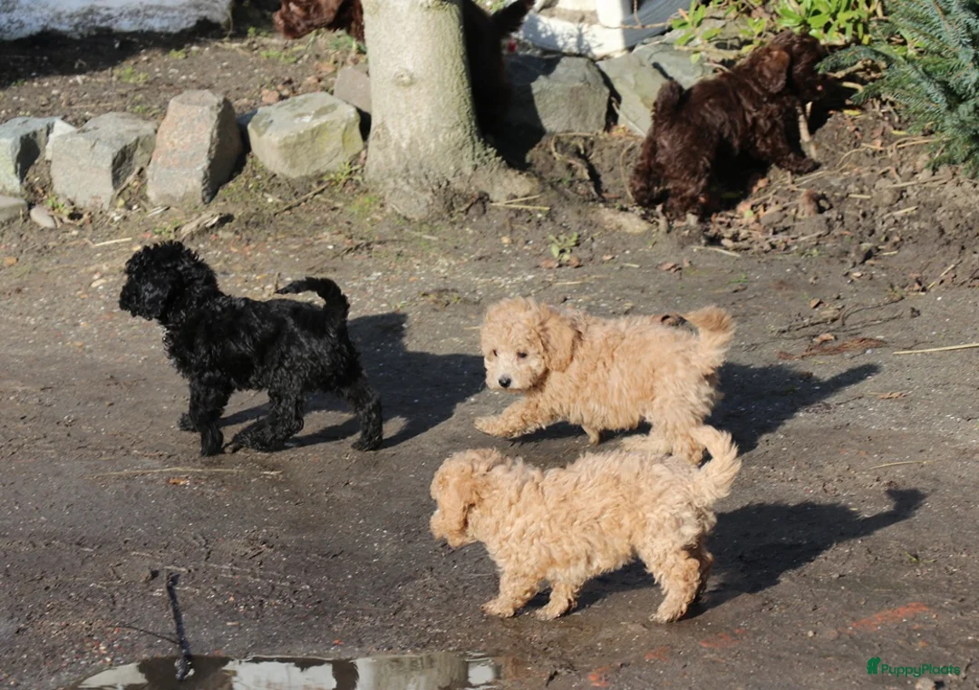 Kruising honden te koop: maltipoo/shihpoo pups beschikbaar - Advertentie 10