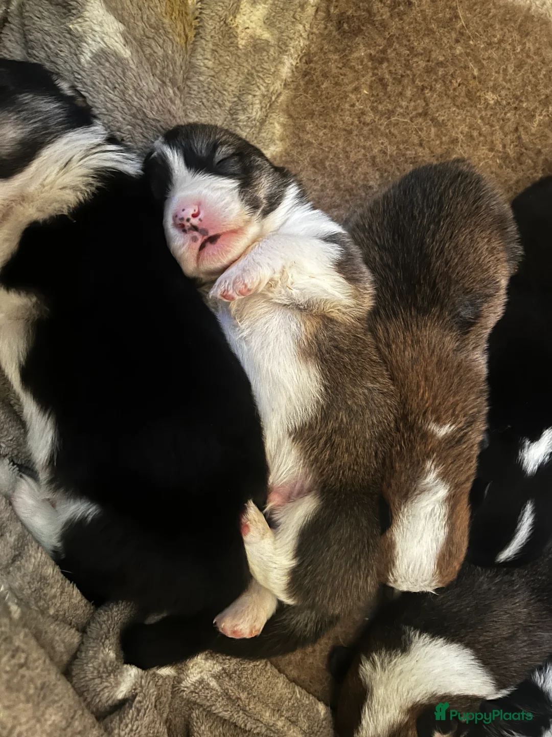 Welsh Corgi Pembroke honden te koop: Geweldige Welsh Corgi pups - Advertentie 2