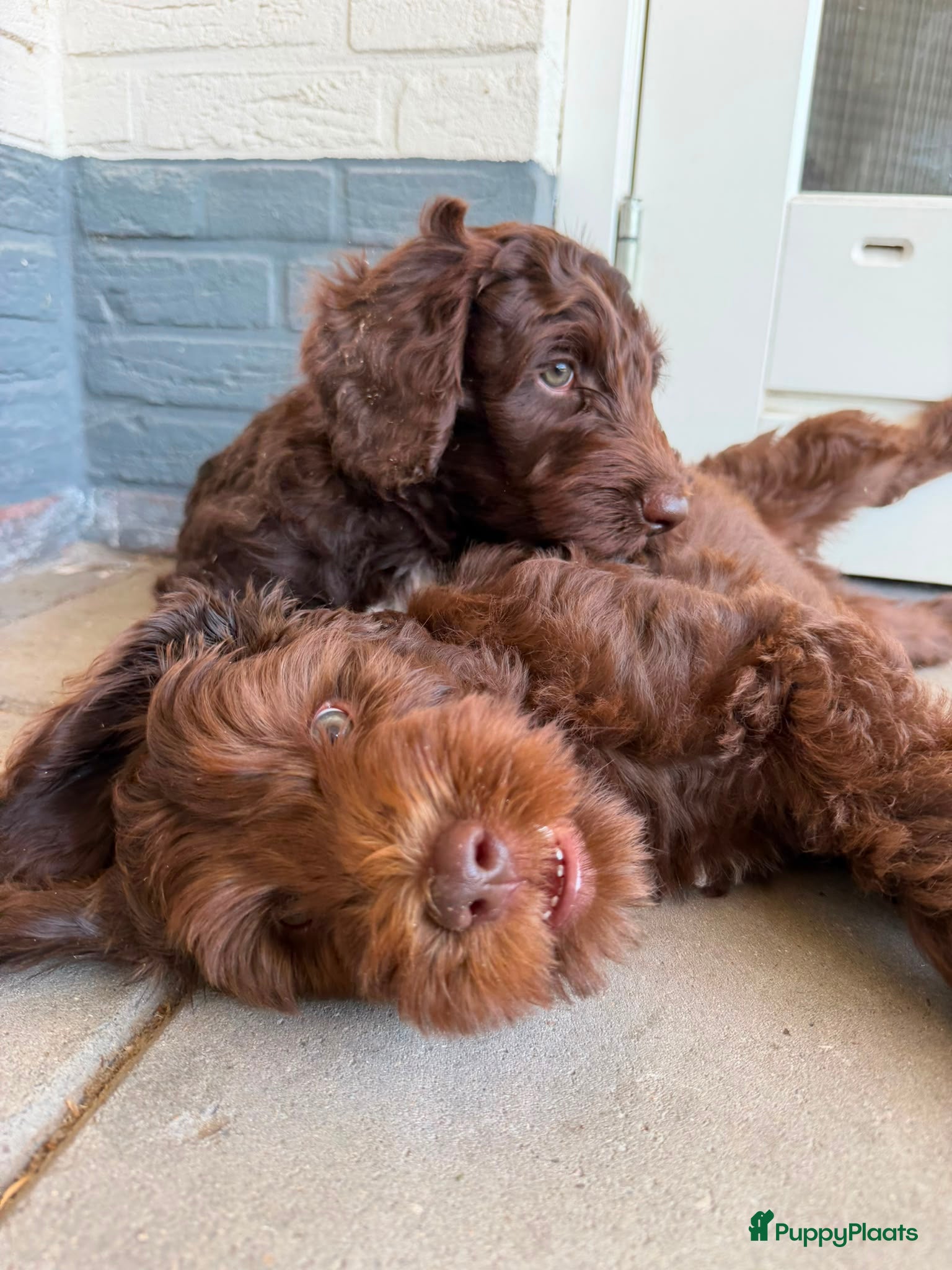 Australian Labradoodle honden Prachtige chocoladebruine Australian Labradoodles - Advertentie 2