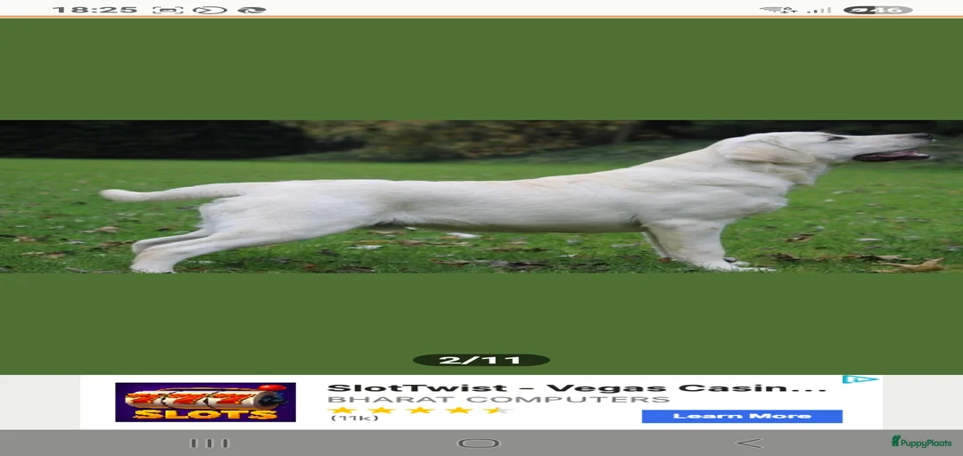 Galerij afbeelding {{count}}