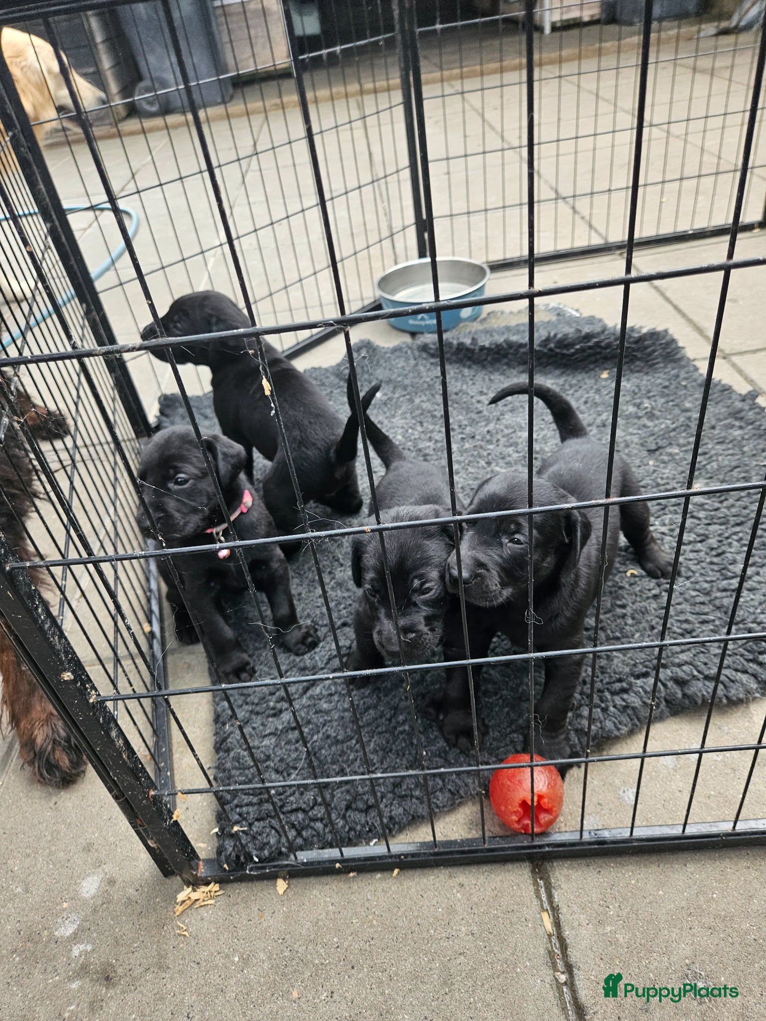 Kruising honden te koop: Te koop Doberman × pups - Advertentie 6