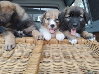 Kruising honden Mooie pups mogen weg in de week van 27 november - Advertentie 6