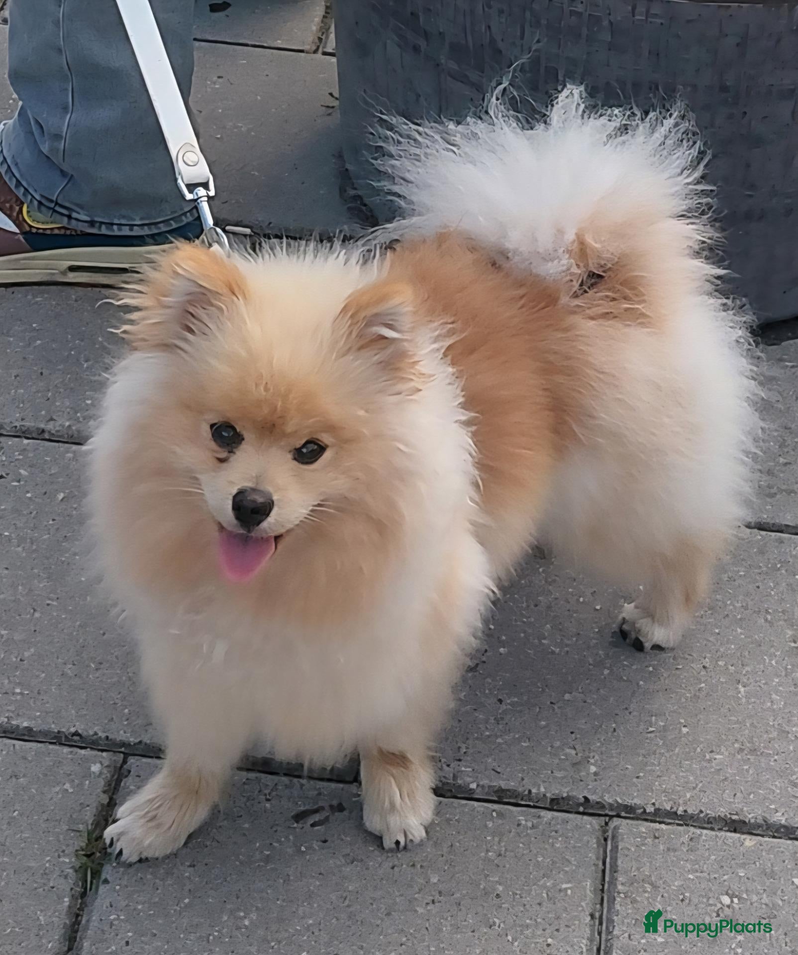 Pomeriaan honden Superlieve Pomeriaan van 9 maanden - Advertentie 5