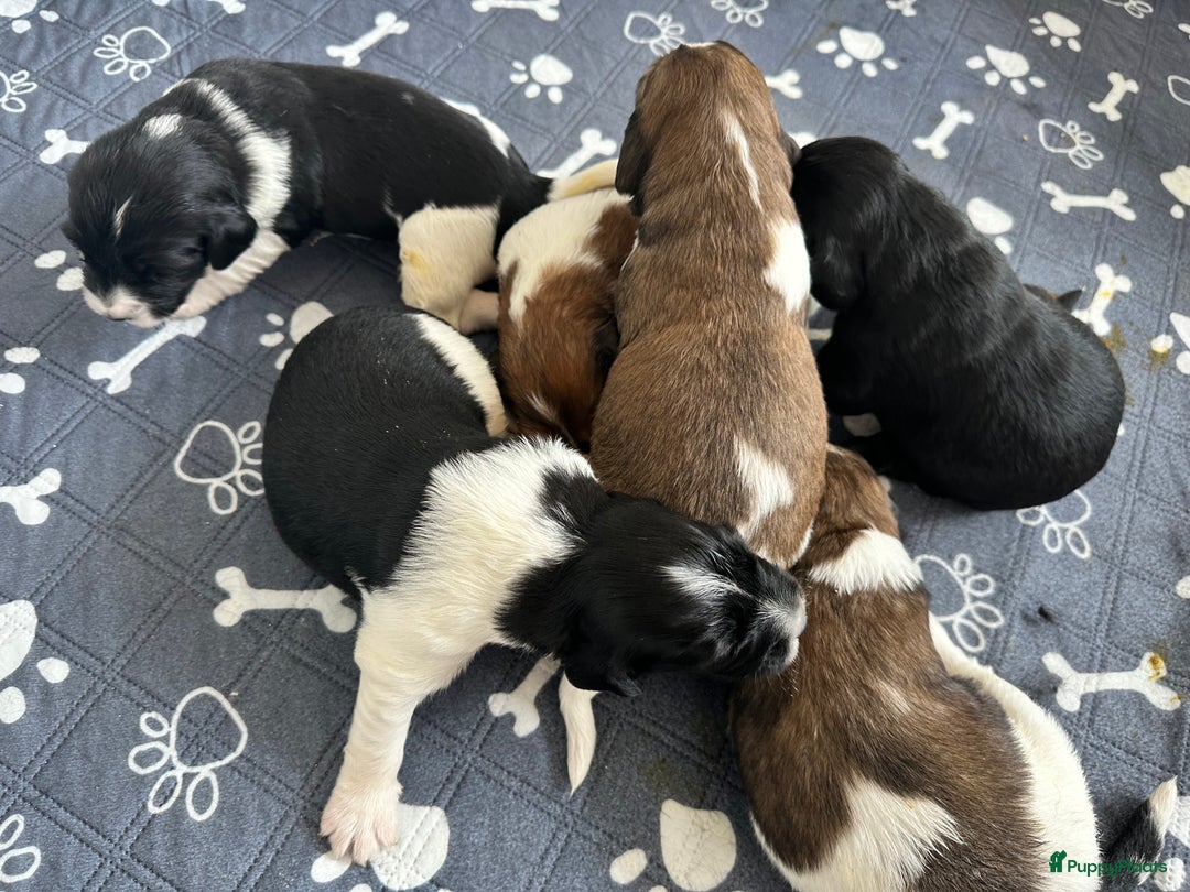 Kruising honden te koop: Nog 2 knuffelbare kruising puppy’s beschikbaar  - Afbeelding 28