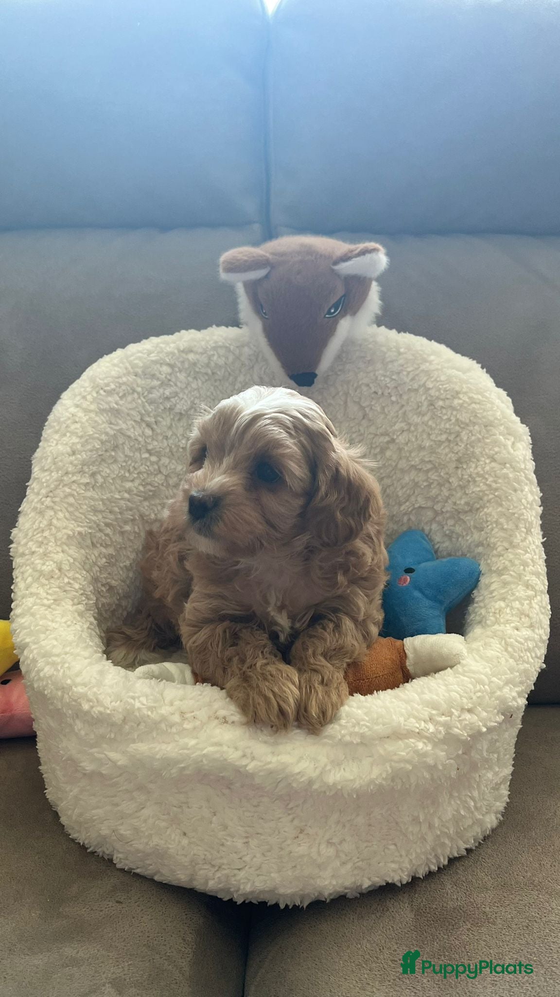 Maltipoo honden Maltipoopups  - Advertentie 2