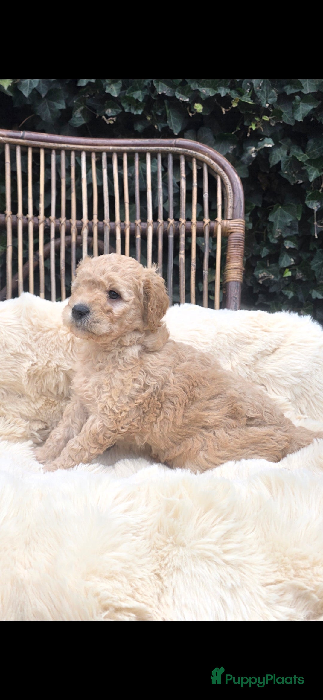 Kruising honden te koop: Goldendoodle reutjes mogen verhuizen - Advertentie 22