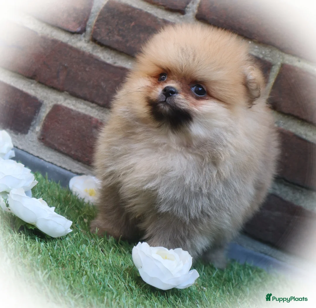 Pomeriaan honden te koop: Mini Bearface Pomeranians Geboren letter U - Advertentie 2