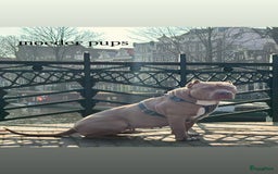 Amerikaanse Bully honden te koop: American Bully XL pups met ABKC stamboom - Afbeelding 20