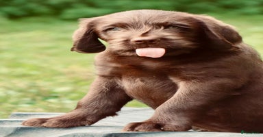 Labrador Retriever honden - Advertentie 12