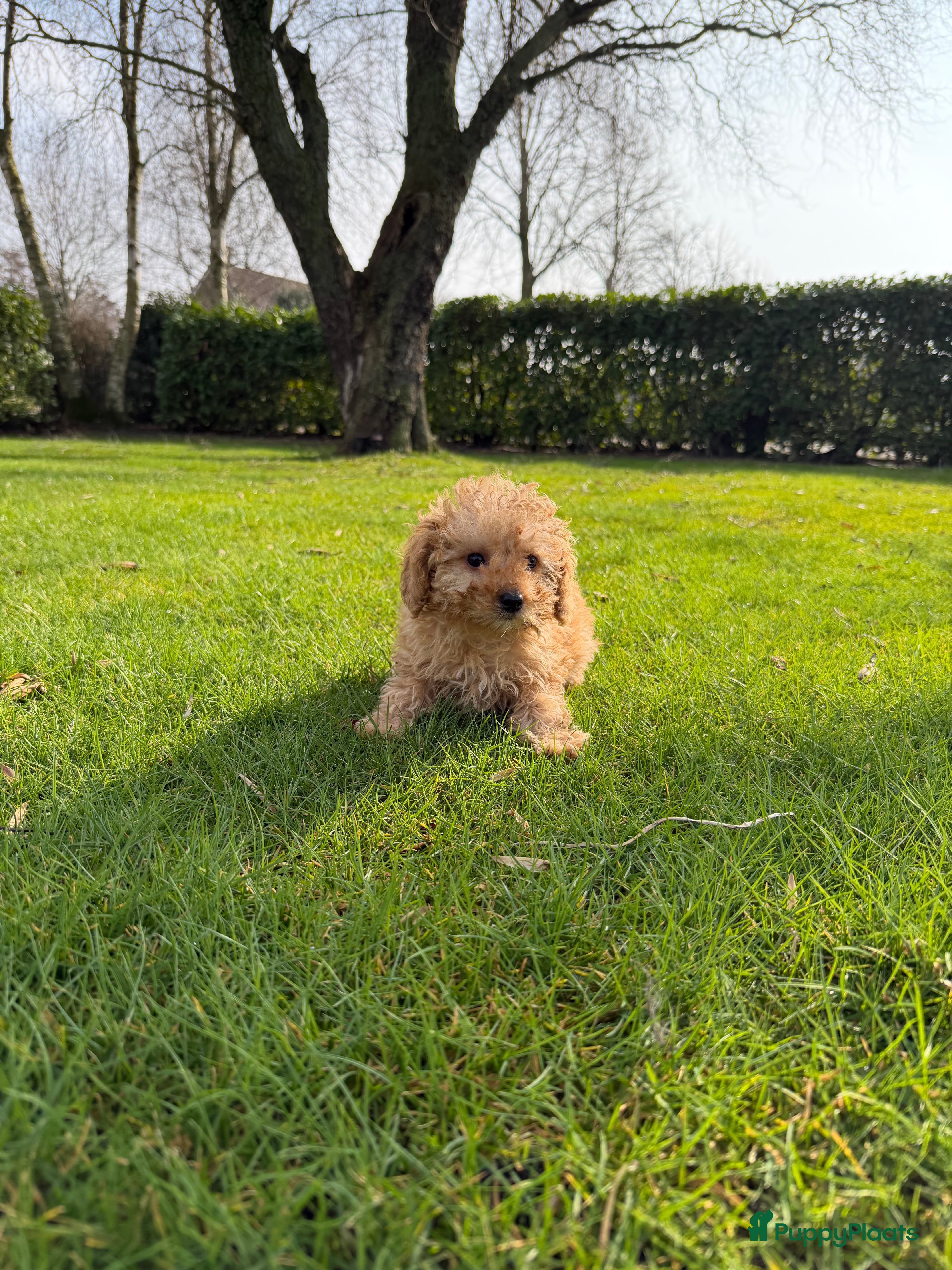 Labradoodle honden Mini Doodle (Poedel x Mini Labradoodle) pups - Advertentie 5