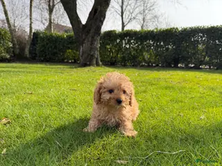 Labradoodle honden Mini Doodle (Poedel x Mini Labradoodle) pups - Advertentie 5