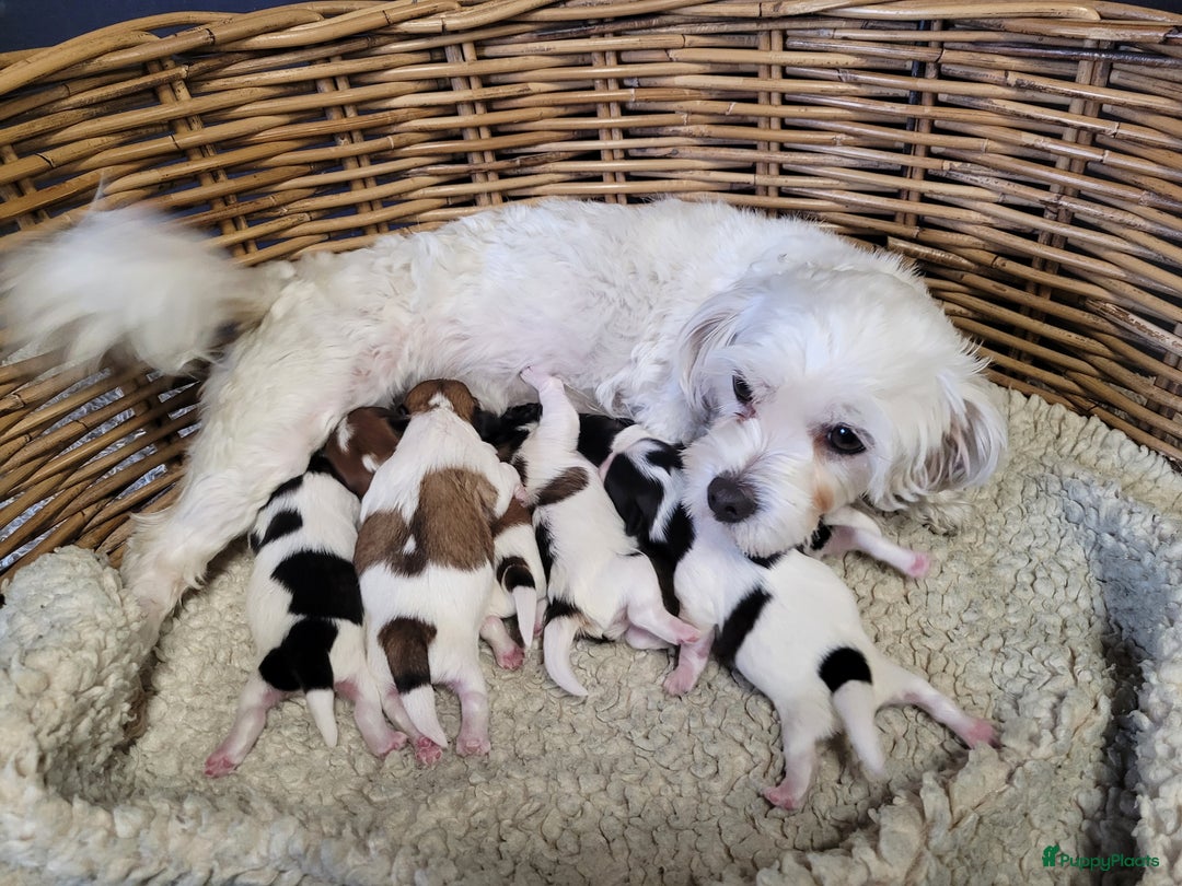 Malshi honden te koop: shih tsu boomer puppies - Advertentie 1