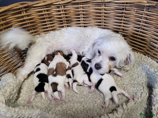 Malshi honden shih tsu boomer puppies - Advertentie 1