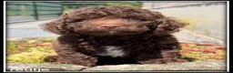 Kruising honden te koop: Boompoo F1b pups. Boompoo x Poedel. - Advertentie 9