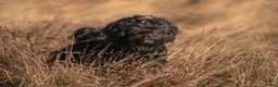 Kruising honden ter dekking: Uitgebreid geteste Boompoo dekreu  - Advertentie 3