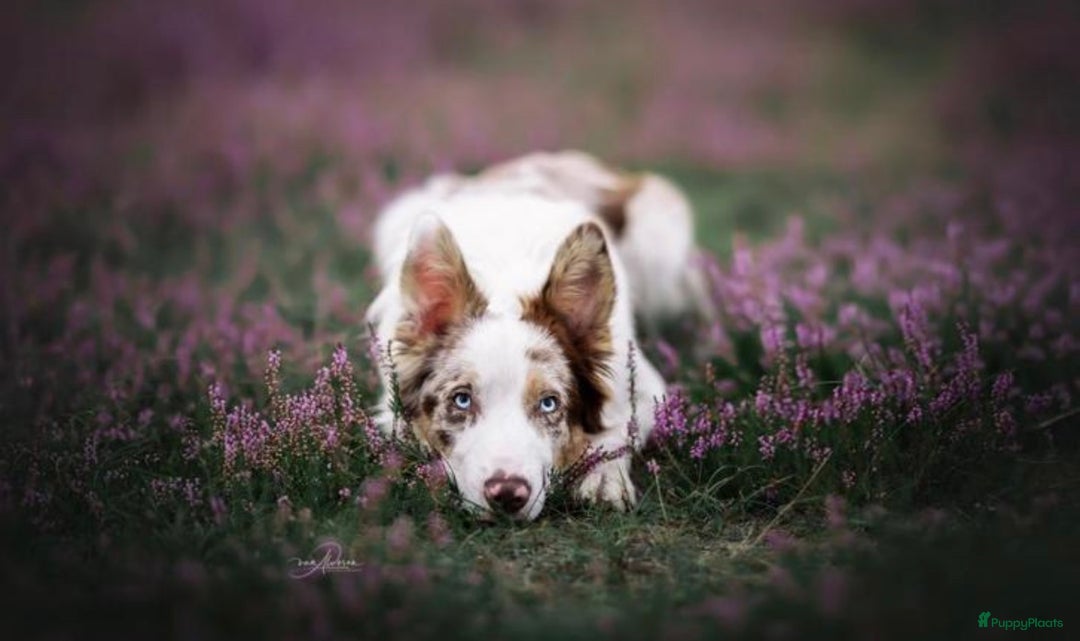 Kruising honden te koop: Sport F1 Borderwhippet pups bordercollie x whippet - Advertentie 6