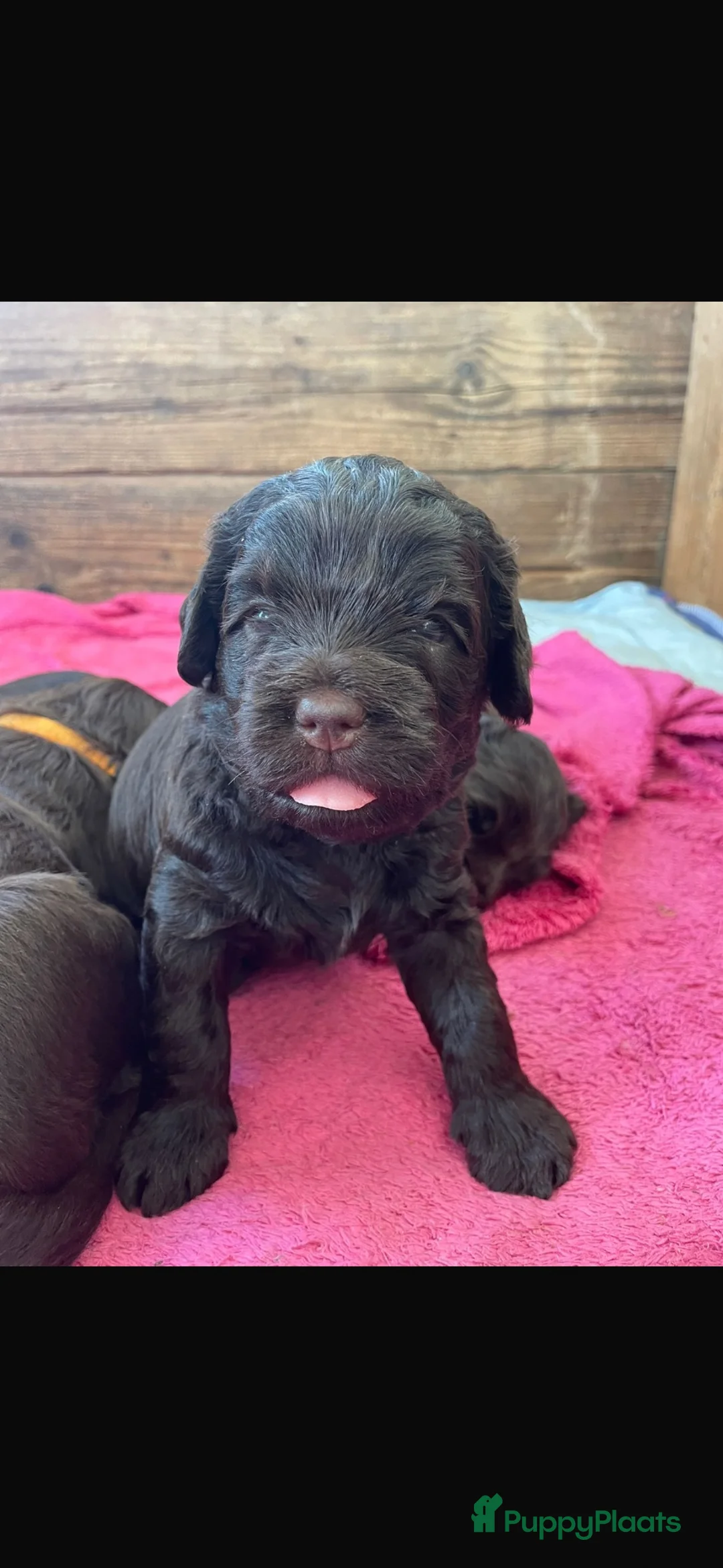 Labradoodle honden te koop: Medium chocolade labradoodles 75% Australian  - Advertentie 2