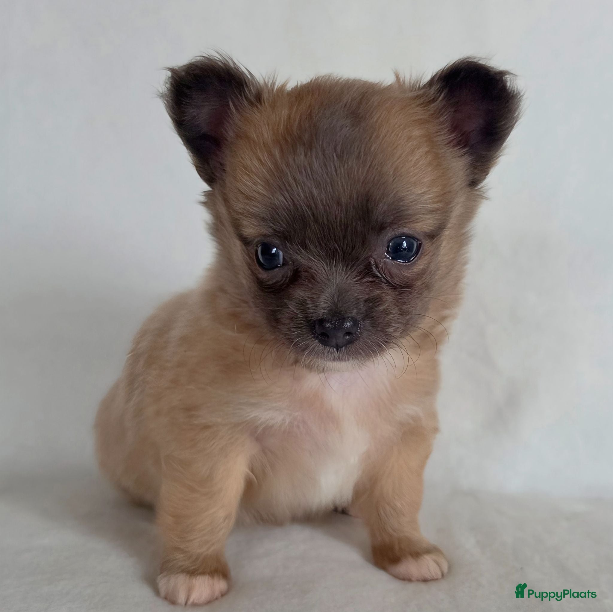 Chihuahua honden Chihuahua pups - Advertentie 1