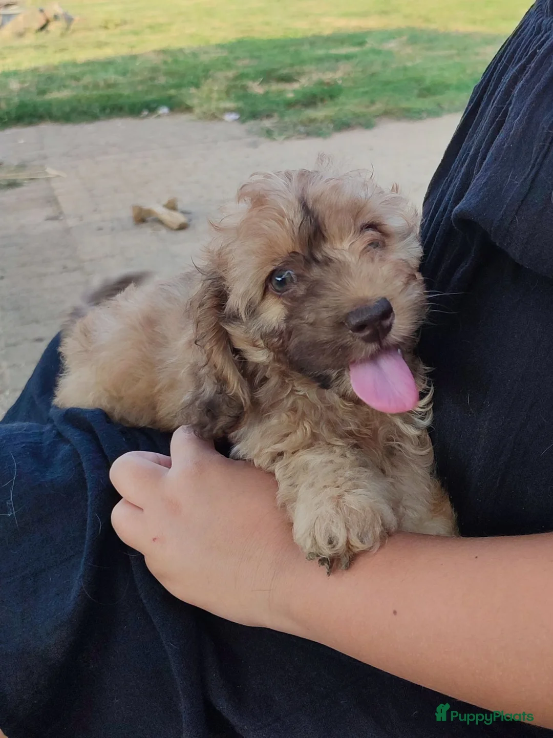 Kruising honden te koop: Doxiepoo pups. toypoedel x dwergteckel  - Advertentie 1
