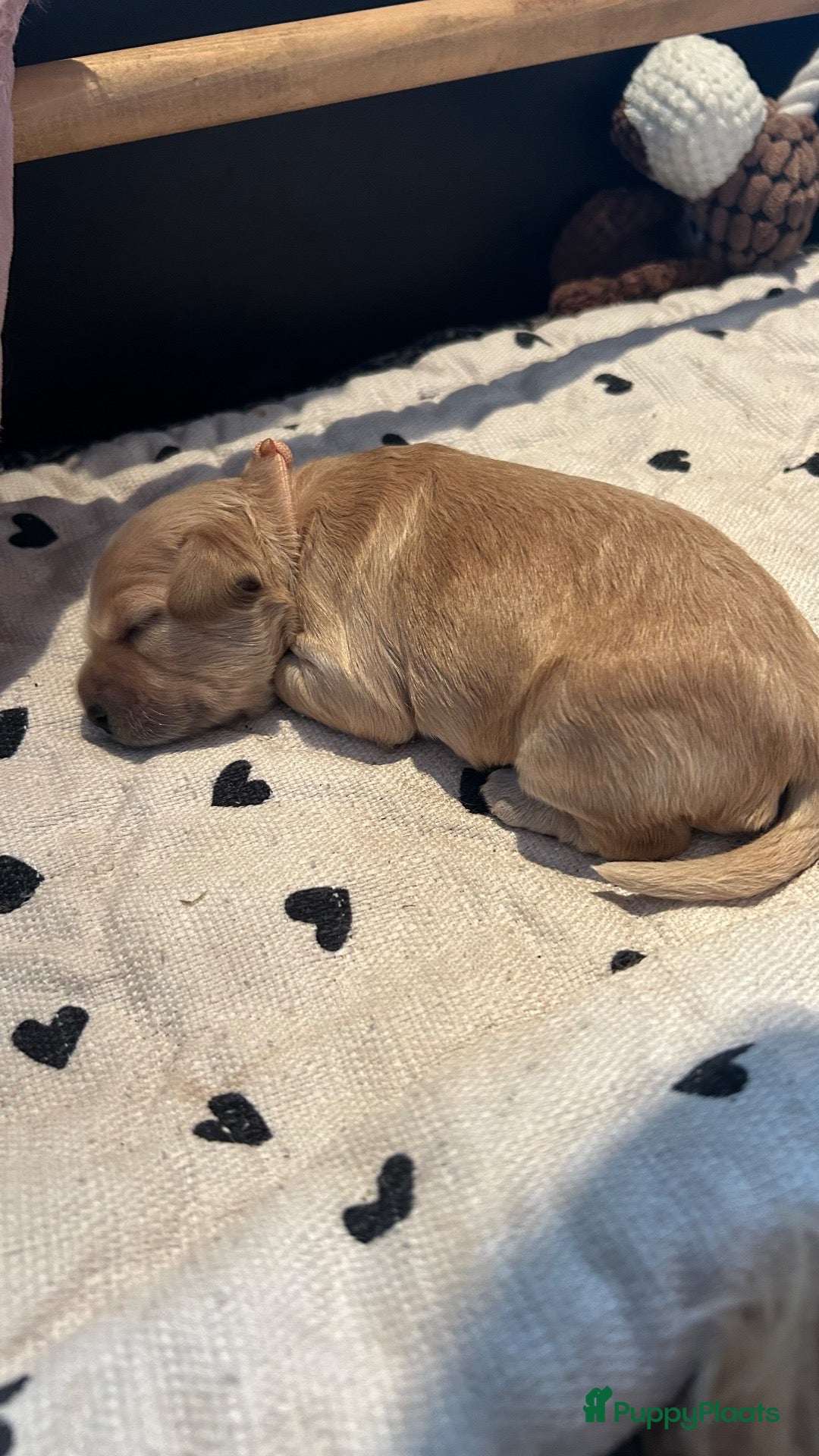 Kruising honden Cockapoo x doodle pups zoeken de liefste baasjes - Advertentie 2