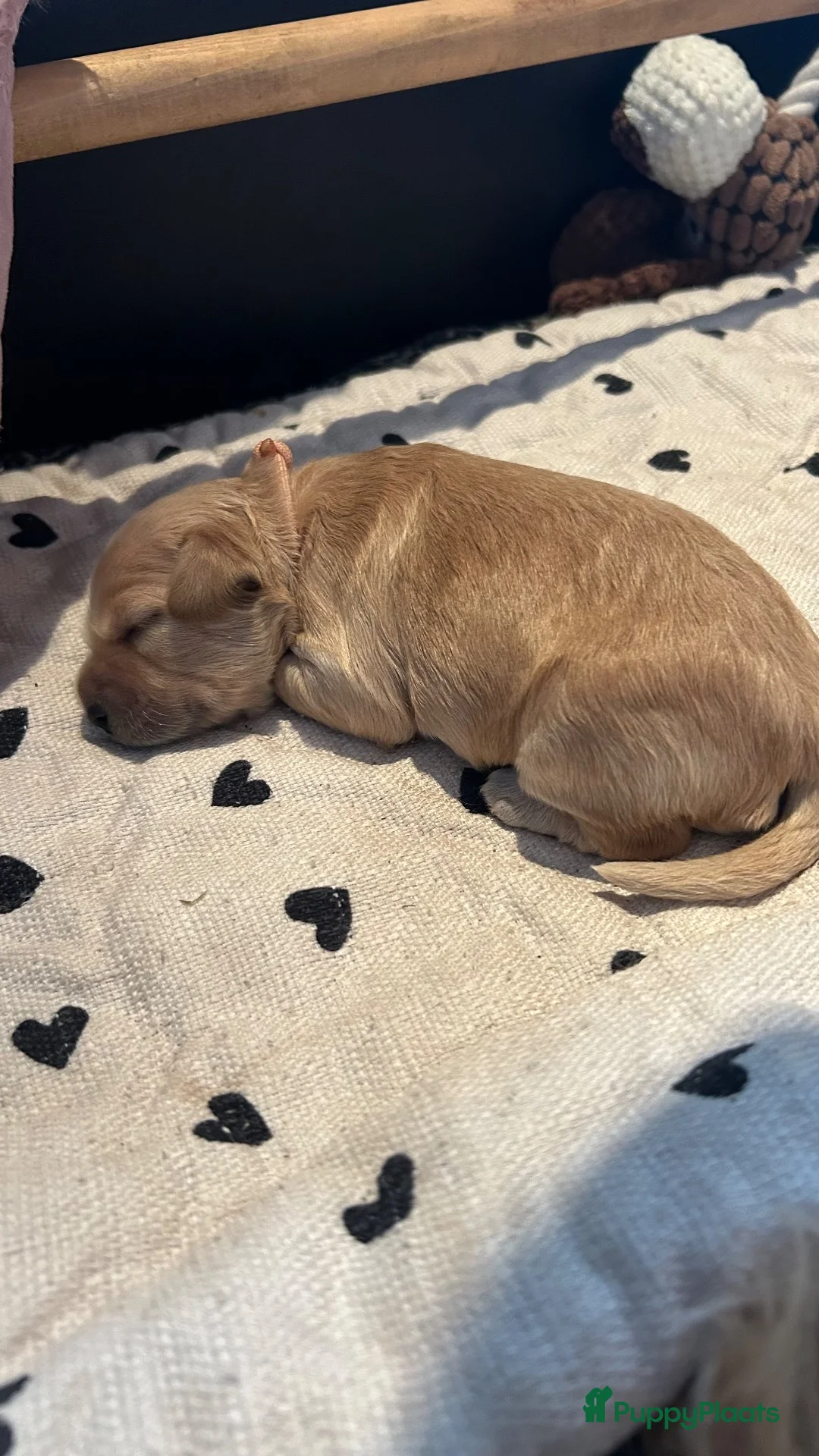 Kruising honden te koop: Cockapoo x doodle pups zoeken de liefste baasjes - Advertentie 2