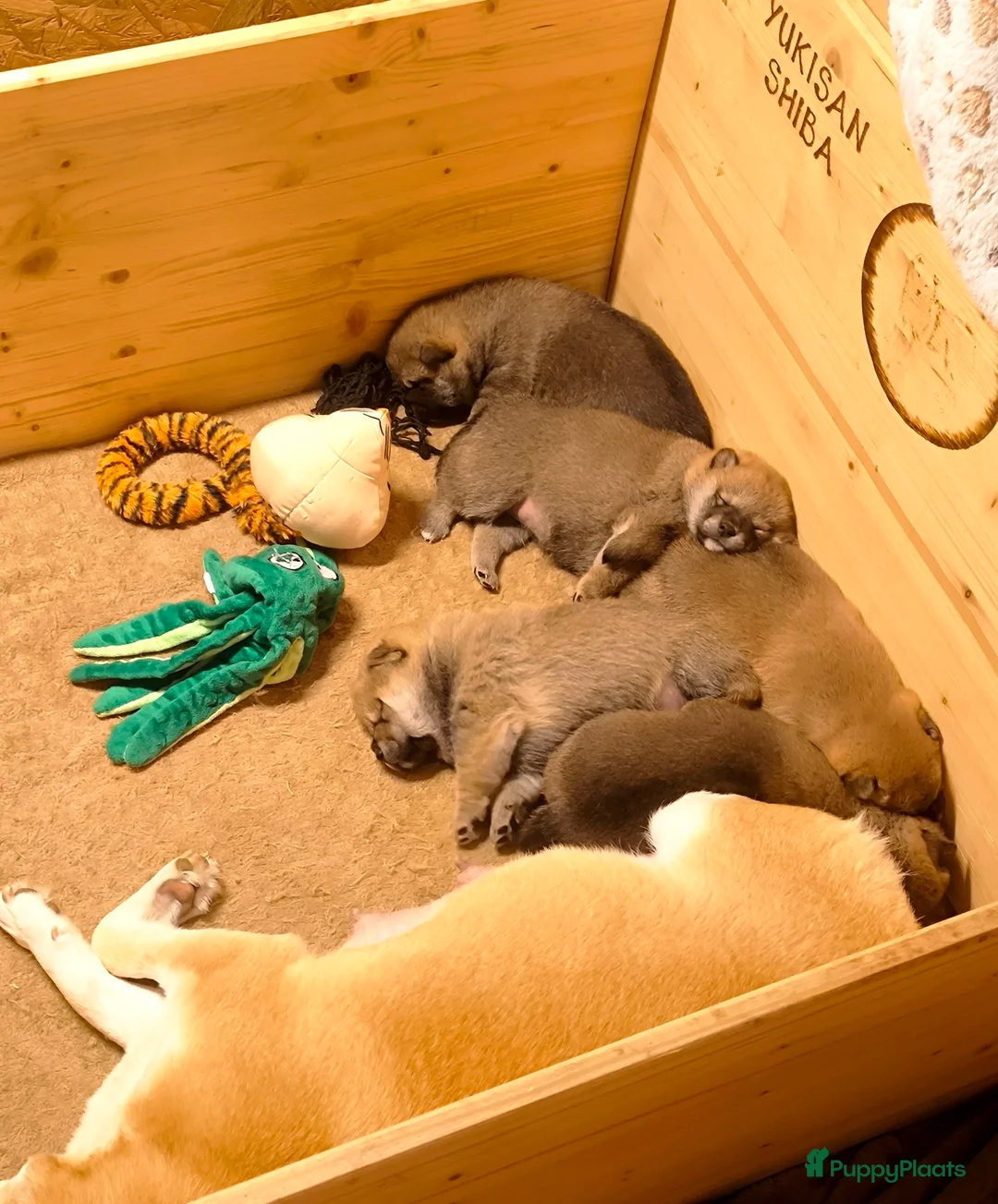 Shiba honden te koop: Shiba Inu pups met stamboom en gezondheidstesten - Advertentie 14