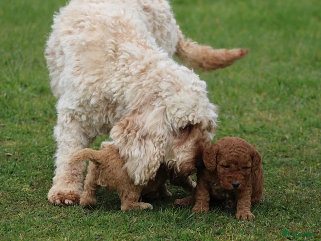 Cockapoo honden te koop: Knappe Cockapoo pups. - Advertentie 28