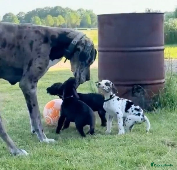 Duitse Dog honden Mooie Duitse Dog pups met stamboom  - Advertentie 2