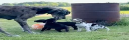 Duitse Dog honden te koop: Mooie Duitse Dog pups met stamboom  in Dalfsen - Advertentie 2