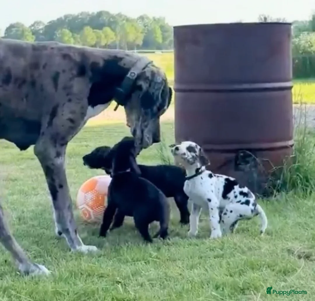 Duitse Dog honden te koop: Mooie Duitse Dog pups met stamboom  in Dalfsen - Advertentie 2