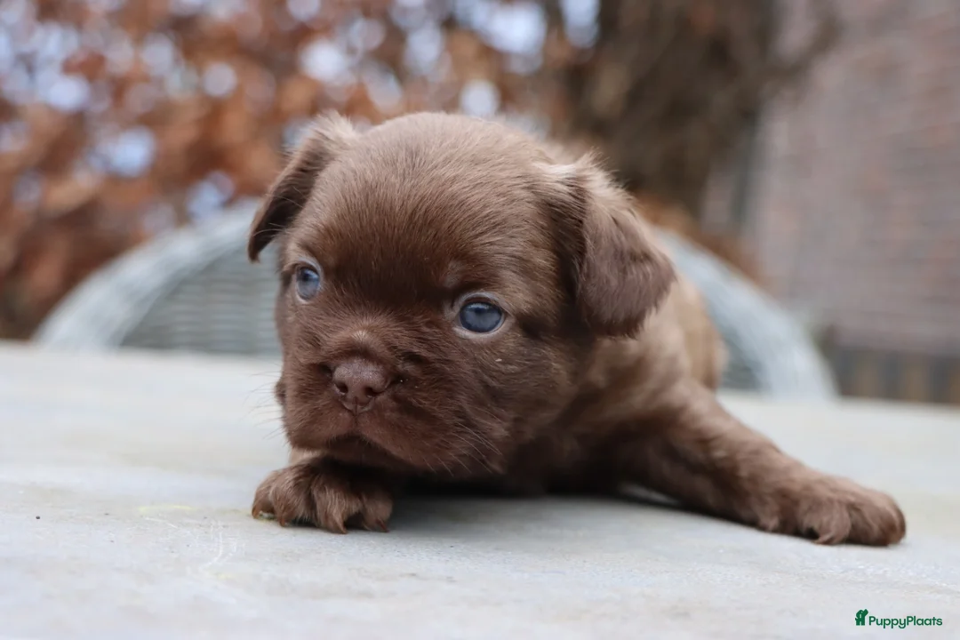 Franse Bulldog honden te koop: Schitterende reutjes  - Advertentie 1