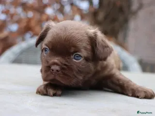 Franse Bulldog honden Schitterende reutjes - Advertentie 1