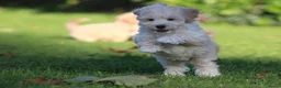 Maltipoo honden te koop: Knappe Maltipoo pups. - Advertentie 21