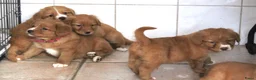 Nova Scotia Duck Tolling Retriever honden te koop: Prachtige nova scotia duck tolling retriever pups - Advertentie 15