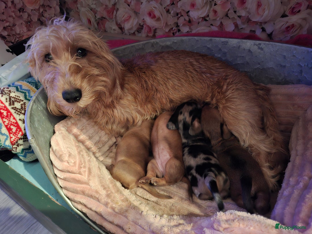 Ruwhaar Teckel honden te koop: Choco bruin teefje - Advertentie 5