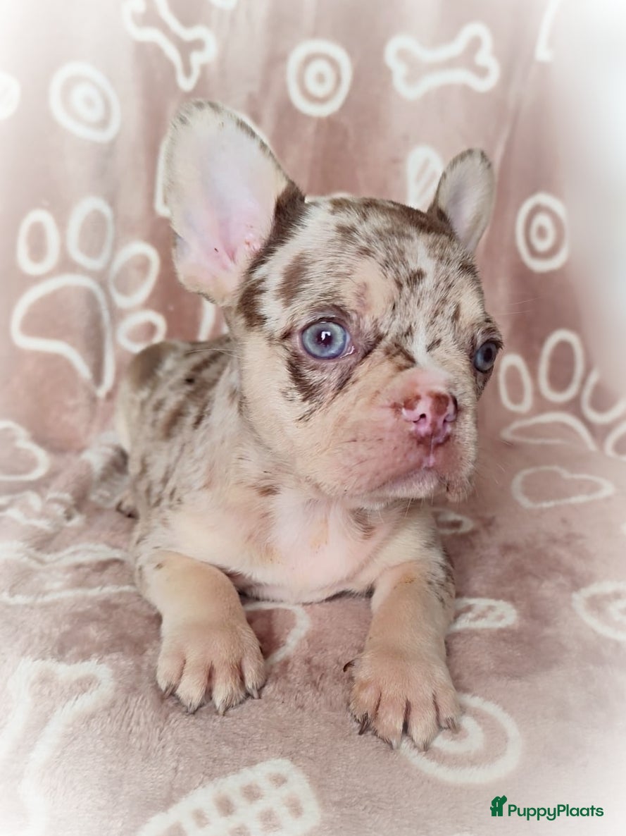 Franse Bulldog honden Prachtige gezonde Franse bulldog pups  - Advertentie 6