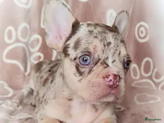 Franse Bulldog honden Prachtige gezonde Franse bulldog pups - Advertentie 6