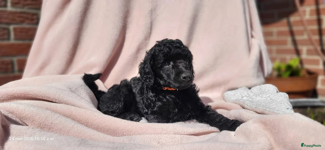 Poedel honden te koop: Dwerg/Middenslag pups - Advertentie 2