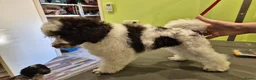 Poedel honden ter adoptie: Gastgezin gezocht voor middenslag poedel  - Advertentie 7