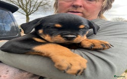 Rottweiler honden te koop: Prachtige super knappe puppy’s  in Haps - Afbeelding 8