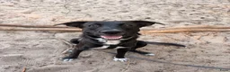 Kruising honden te koop: Lieve Rumi zoekt een maatje 🐾  - Advertentie 3